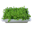 2x Seedling Starter Trays, Plant Germination Trays, without Drain Holes,