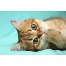 5D Diy Diamond Painting Cat Partial round Diamond Embroidery Cross Stitch l E4T5