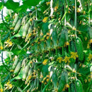 20pcs Cucumber Seeds Organic Russian Pickling Vegetable Fruit  Garden Plants