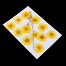 12 Packs Pieces Natural Dried Flowers, Real Press Chrysanthemum, Pressed Flowers