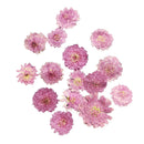 20x Pressed Dried Flowers & LeavesFor Jewelry Phone Case Card DIY Decor