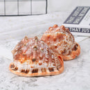 Natural Bull's Mouth Conch Shell Coral Sea Snail Fish Tank Adorn Home Orname_