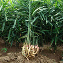 100 pcs ginger seeds 4 seasons zenzero jengibre zingiber seeds roscoe gengib ly