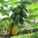 30pcs Fresh Dwarf Papaya Fruit Seeds Very Sweet Organic Fruit Garden BonsaiRlj