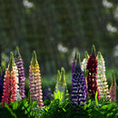 Wholesale 100x Mixed Russell Lupine Seeds Lupinus Beautiful Polyphyllus SH E1E6