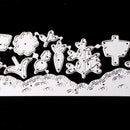 Flower Shape Craft Tool Metal Cutting Die DIY Scrapbooking/Photo Album Decor