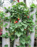Fresh 100 Red strawberry Climbing strawberry four season fruits Strong seed LJ