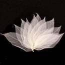 50Pc White Natural Magnolia Skeleton Leaf Leaves DIY Scrapbook Herbarium