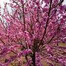 10pcs sweet peach seeds dwarf peach tree bonanza peaches fresh fruit plants HR8~
