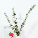 10Pcs/Bouquet Dried Natural Eucalyptus Branches Leaves Flower Decors New