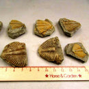 Natural Trilobite Tail Fossil Ancient Fossils Teaching Specimen Collection Decor