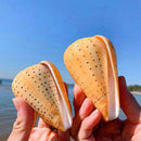 1PC Sea Shell Natural Conch Specimen Beach DIY Decor Aquarium Home U8J0