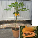 30pcs Fresh Dwarf Papaya Fruit Seeds Very Sweet Organic Fruit Garden BonsaiRlj