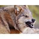 Full Drill Animal Diamond Painting Mosaic Rhinestone Handwork (LD497 Wolf)
