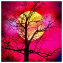5D DIY Diamond Painting Full Drill Rhinestone Tree Moon Embroidery (K962)