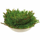 Rose of Jericho Dinosaur Plant Air Fern Spike Moss Live Resurrection House U6D4