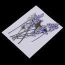 20x Pressed Dried Flowers Real Babysbreath Sage DIY Scrapbooking Arts Crafts