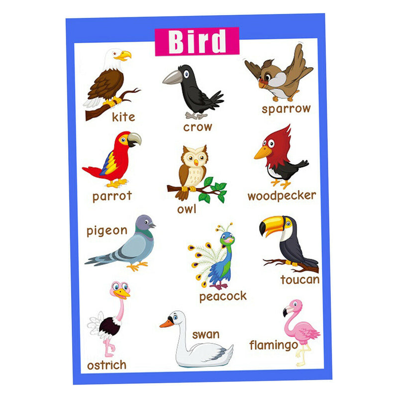 Birds &Nature~Kindergarten Classrooms Early Learning Posters Chart