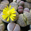50 Lithops Seeds Living Stones Succulent Cactus Bulk Seed Pot Decor ly