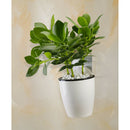 6-Packs Self Watering Hanging Planter Colorful Flower Pot for Home - S