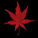 12x Natural Real Dried Flowers Leaves Red Maple Leaf for DIY Bookmarks Craft