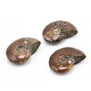 Iridescent Ammonite Natural Ammolite Facet Specimen Fossil Madagascar