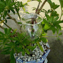 Glass Plant Flowers Water Feeder Self Watering Rose Waterer Device Machine EOM