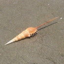 Conch Shell Natural Sea Snail Home Ornaments Fish Tank Decor Funny