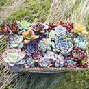 300pcs Mixed Succulent Seeds Lithops Living Stones Plants Cactus Home Beauty New