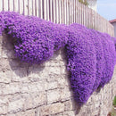 200X bag cascade purple aubrieta flower seeds perennial ground cover romanticLJ