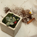 Garden Tools Set Cultivating Transplanting Mini Loosening Soil Home Use