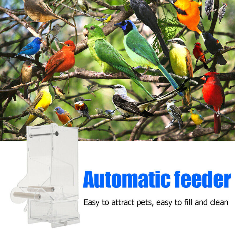 Pet Parrot Automatic Transparent Feeder Birds Splash-proof Food Dispenser