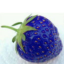 100pcs blue strawberry seeds vegetable home garden vitamin fruit tree LJ