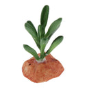 6PCS Aquarium Fish Tank Plants Succulents Reptile Hideaway Decoration - Reptile