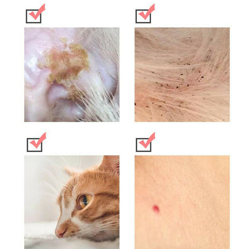 Flea & Tick Collar for Cats and Dogs Repels Fleas,Tick Cat Flea  Tick Collar