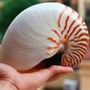 14-16Cm 5.5-6.3Inch Natural Nautilus Seashell Tiger Chambered Nautilus Home
