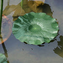 4x Aquarium Decoration Floating Plant Weed Ornament Plant Fish Tank Ornament