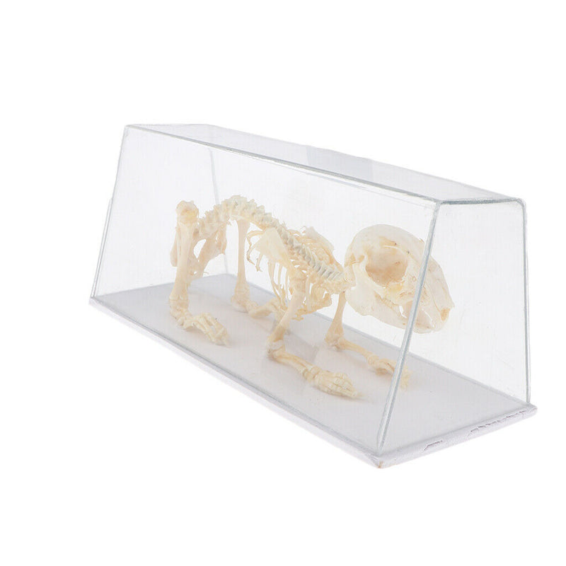 Real Rabbit Skeleton Specimens Biology Teaching Instruments Student Science