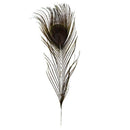 Pack of 12 Peacock Feathers Approx 10" to 12" Inches Natural Peacock Eye Fe
