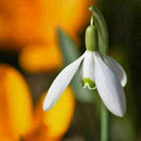 200X Galanthus Nivalis Common Snowdrop Flower Freezing Home V8T2 BI Plants S7J5