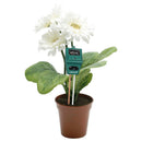 3-in-1 Soil pH and Moisture Light Intensity Meter Plant Tester for Plants Grow Z