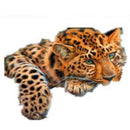 35x25cm 5D Diamond Leopard Painting DIY Cross Stitch Needlework Craft Decor