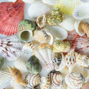 100PCS Aquarium Beach Nautical DIY Shells Mixed Bulk Sea Shell Fashion