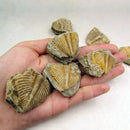 Natural Trilobite Tail Fossil Ancient Fossils Teaching Specimen Collection Decor