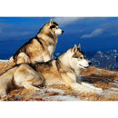 5D Diamond Painting Full Drill Two Dogs DIY Cross Stitch Pictures (WB045) A