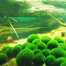 Nano Marimo Moss ball monkey Live aquarium plant fish tank betta sea~triops