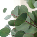 Single Branch Artificial Silk Eucalyptus Leaves Wedding Bouquet Photo Props