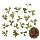 10x Pressed Real Dried Flower Dry Leaves DIY Crafts Bookmark Card Making 01