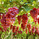 50mixed grape seeds home garden vitis viniferaDelicious fruit plant seed decorLJ