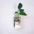 2pcs Clear Ball Shape Glass Flower Vase Plant Bottle Home Decor Terrarium